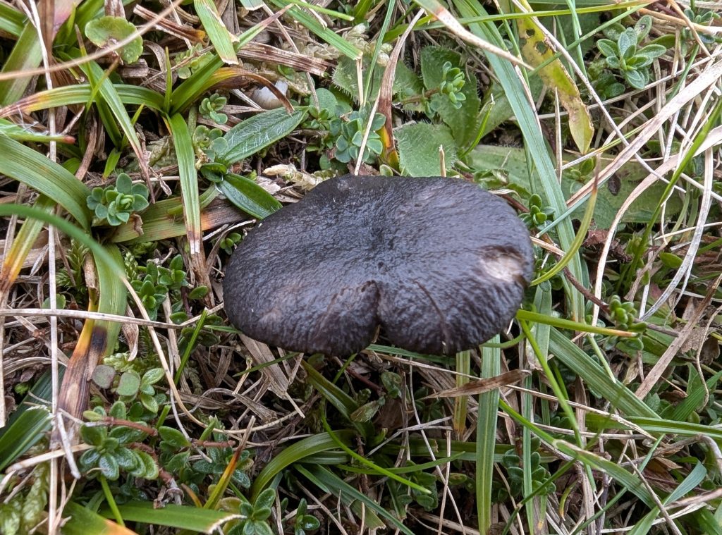 Entoloma coracis