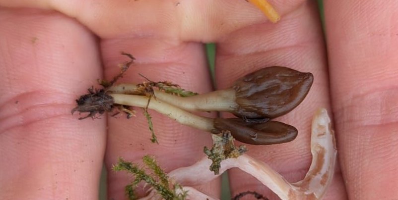 Microglossum rufescens